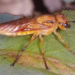 Pseudoperga lewisii (A Sawfly) at Chute, VIC - 31 Oct 2015 by WendyEM