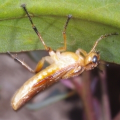 Pseudoperga lewisii at Chute, VIC - 31 Oct 2015 01:23 PM