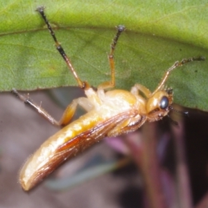 Pseudoperga lewisii at Chute, VIC - 31 Oct 2015