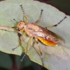 Pseudoperga lewisii at Chute, VIC - 31 Oct 2015