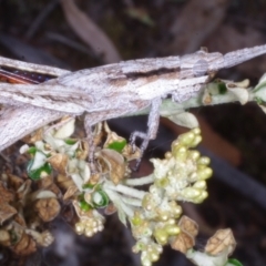 Coryphistes ruricola (Bark-mimicking Grasshopper) at Chute, VIC - 31 Oct 2015 by WendyEM