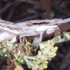 Coryphistes ruricola at Chute, VIC - 31 Oct 2015 01:53 PM