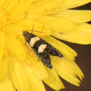 Glyphipterix chrysoplanetis at Taylor, ACT - 28 Feb 2024 12:15 PM