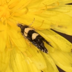 Glyphipterix chrysoplanetis at Taylor, ACT - 28 Feb 2024 12:15 PM