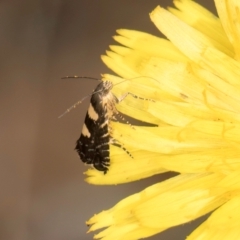 Glyphipterix chrysoplanetis at Taylor, ACT - 28 Feb 2024 12:15 PM