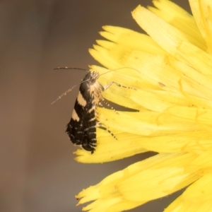 Glyphipterix chrysoplanetis at Taylor, ACT - 28 Feb 2024 12:15 PM