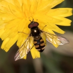 Simosyrphus grandicornis (Common hover fly) at Taylor, ACT - 28 Feb 2024 by kasiaaus