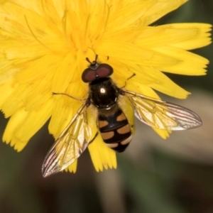 Simosyrphus grandicornis at Taylor, ACT - 28 Feb 2024