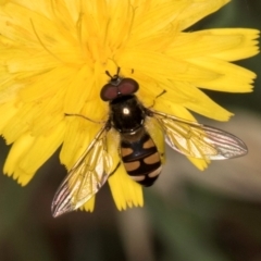 Unidentified Hover fly (Syrphidae) at Taylor, ACT - 28 Feb 2024 by kasiaaus