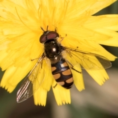 Simosyrphus grandicornis at Taylor, ACT - 28 Feb 2024 12:16 PM