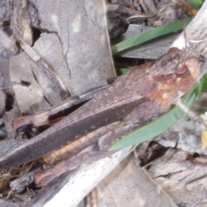 Cryptobothrus chrysophorus at Chute, VIC - 31 Oct 2015 02:11 PM