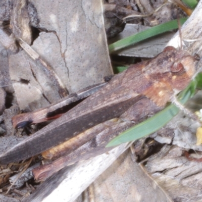 Cryptobothrus chrysophorus (Golden Bandwing) at Chute, VIC - 31 Oct 2015 by WendyEM