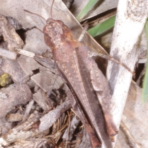 Cryptobothrus chrysophorus at Chute, VIC - 31 Oct 2015 02:11 PM