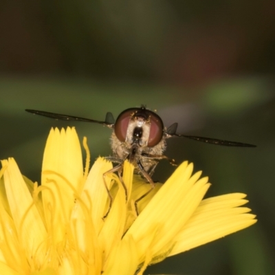 Syrphini sp. (tribe) (Unidentified syrphine hover fly) at Taylor, ACT - 28 Feb 2024 by kasiaaus