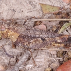 Unidentified Grasshopper (several families) at Chute, VIC - 31 Oct 2015 by WendyEM