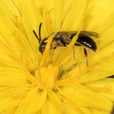 Leioproctus sp. (genus) (Plaster bee) at Taylor Offset (TLR) - 28 Feb 2024 by kasiaaus