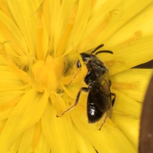 Leioproctus sp. (genus) at Taylor Offset (TLR) - 28 Feb 2024