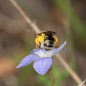 Lasioglossum (Chilalictus) sp. (genus & subgenus) at Taylor, ACT - 28 Feb 2024 12:25 PM