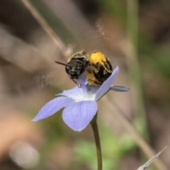 Lasioglossum (Chilalictus) sp. (genus & subgenus) at Taylor, ACT - 28 Feb 2024 12:25 PM