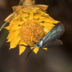 Pollanisus (genus) (A Forester Moth) at Taylor, ACT - 28 Feb 2024 by kasiaaus