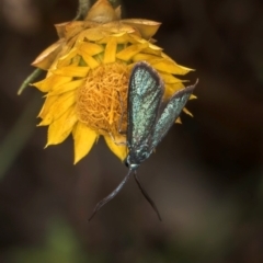 Pollanisus (genus) at Taylor Offset (TLR) - 28 Feb 2024