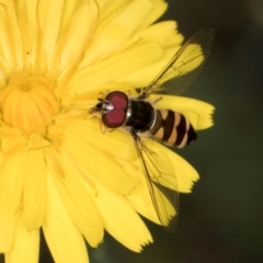 Melangyna viridiceps (Hover fly) at Taylor Offset (TLR) - 28 Feb 2024 by kasiaaus