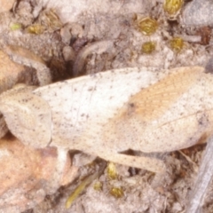 Unidentified Grasshopper (several families) at Chute, VIC - 31 Oct 2015 by WendyEM