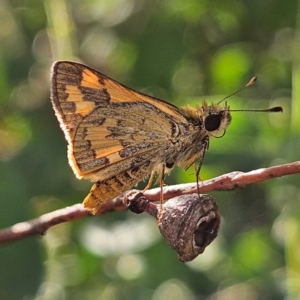 Ocybadistes walkeri at Kambah, ACT - 28 Feb 2024 05:58 PM