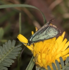 Pollanisus (genus) (A Forester Moth) at Taylor, ACT - 28 Feb 2024 by kasiaaus