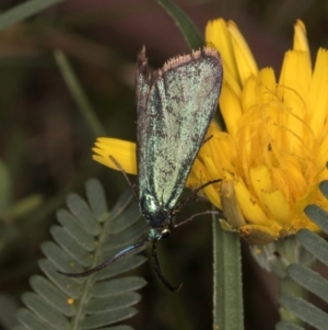 Pollanisus (genus) at Taylor, ACT - 28 Feb 2024