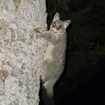 Trichosurus vulpecula (Common Brushtail Possum) at Braidwood, NSW - 28 Feb 2024 by MatthewFrawley