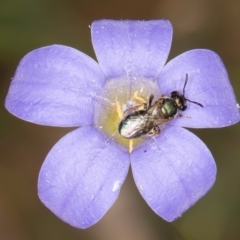 Lasioglossum (Homalictus) urbanum (Furrow Bee) at Taylor, ACT - 28 Feb 2024 by kasiaaus