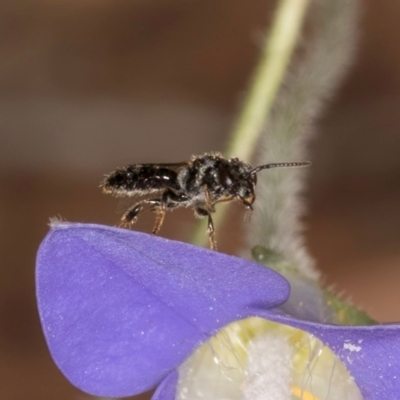 Lasioglossum (Homalictus) sphecodoides (Furrow Bee) at Taylor, ACT - 28 Feb 2024 by kasiaaus