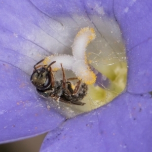 Lasioglossum (Homalictus) urbanum at Taylor, ACT - 28 Feb 2024