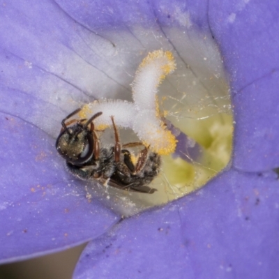 Lasioglossum (Homalictus) urbanum (Furrow Bee) at Taylor, ACT - 28 Feb 2024 by kasiaaus