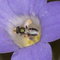 Lasioglossum (Homalictus) urbanum at Taylor Offset (TLR) - 28 Feb 2024