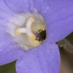 Lasioglossum (Homalictus) urbanum at Taylor, ACT - 28 Feb 2024 12:42 PM