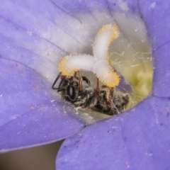 Lasioglossum (Homalictus) urbanum at Taylor Offset (TLR) - 28 Feb 2024