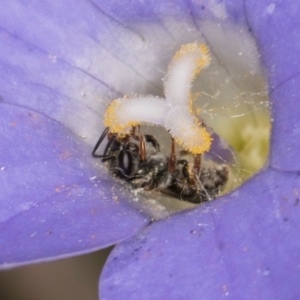 Lasioglossum (Homalictus) urbanum at Taylor, ACT - 28 Feb 2024 12:42 PM