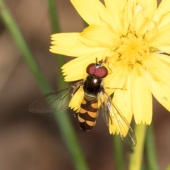 Simosyrphus grandicornis (Common hover fly) at Taylor, ACT - 28 Feb 2024 by kasiaaus