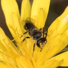 Lasioglossum (Chilalictus) sp. (genus & subgenus) (Halictid bee) at Taylor, ACT - 28 Feb 2024 by kasiaaus