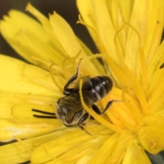 Lasioglossum (Chilalictus) sp. (genus & subgenus) at Taylor, ACT - 28 Feb 2024 12:45 PM