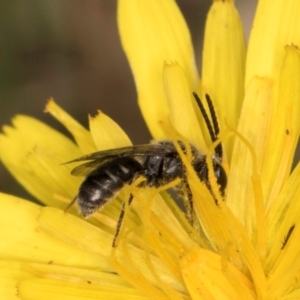 Lasioglossum (Chilalictus) sp. (genus & subgenus) at Taylor, ACT - 28 Feb 2024