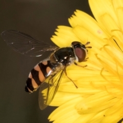 Syrphini sp. (tribe) (Unidentified syrphine hover fly) at Taylor, ACT - 28 Feb 2024 by kasiaaus