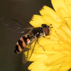 Syrphini sp. (tribe) at Taylor, ACT - 28 Feb 2024