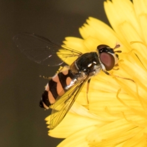 Syrphini sp. (tribe) at Taylor, ACT - 28 Feb 2024