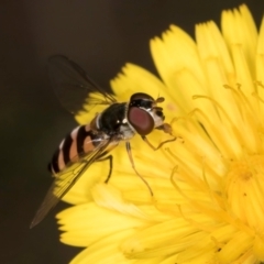 Syrphini sp. (tribe) at Taylor, ACT - 28 Feb 2024