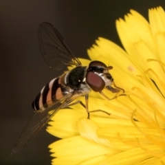 Syrphini sp. (tribe) at Taylor, ACT - 28 Feb 2024