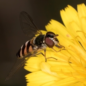 Syrphini sp. (tribe) at Taylor, ACT - 28 Feb 2024