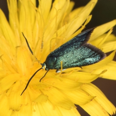 Pollanisus (genus) (A Forester Moth) at Taylor, ACT - 28 Feb 2024 by kasiaaus